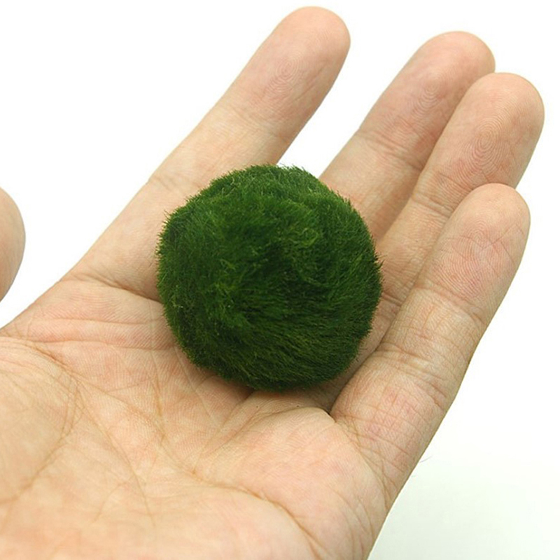 Aquarium Plant Echinodorus - 마리모 이끼 공 라이브 수족관 식물,
