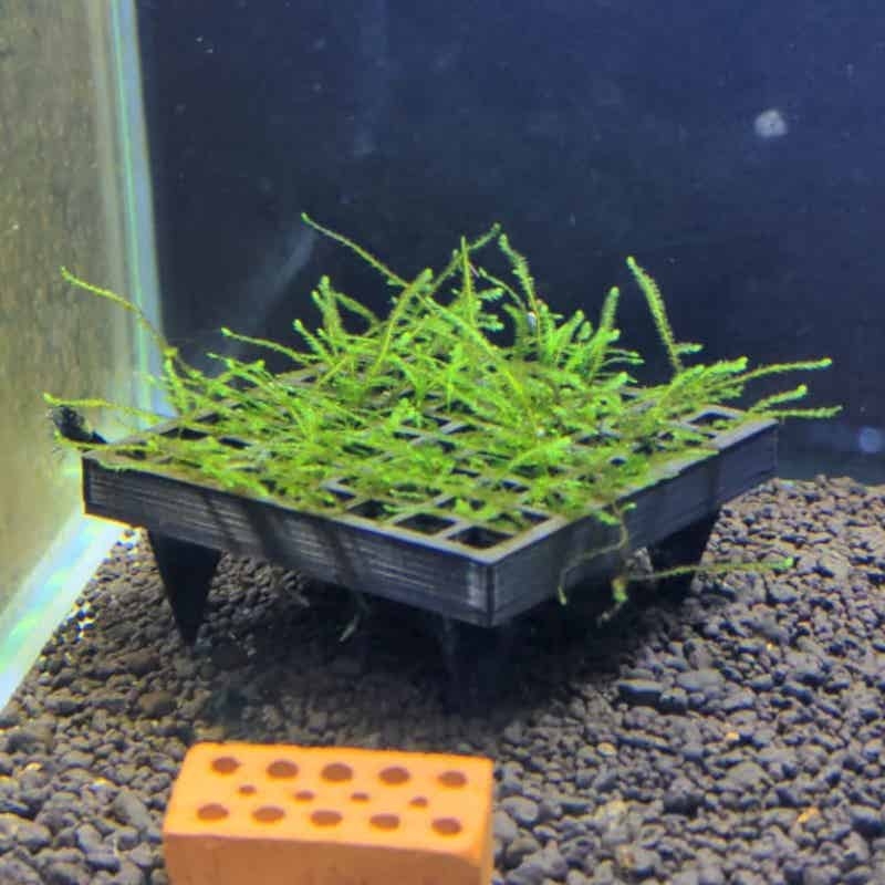 Aquarium Plant Echinodorus - 수족관 모스 케이지 홀더 어항 생물