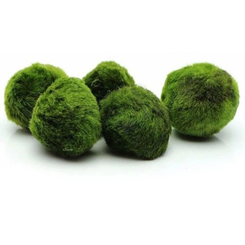 1개 3-4cm 이끼 공 생물 수족관 식물 조류 물고기 - Aquarium Plant Echinodorus 리뷰 및 가격