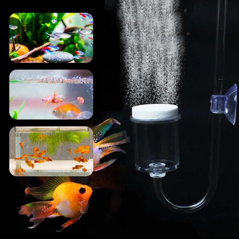 수족관 유리 탱크용 DIY CO2 디퓨저, 버블 반응기 - Aquarium Plant Echinodorus 리뷰 및 가격