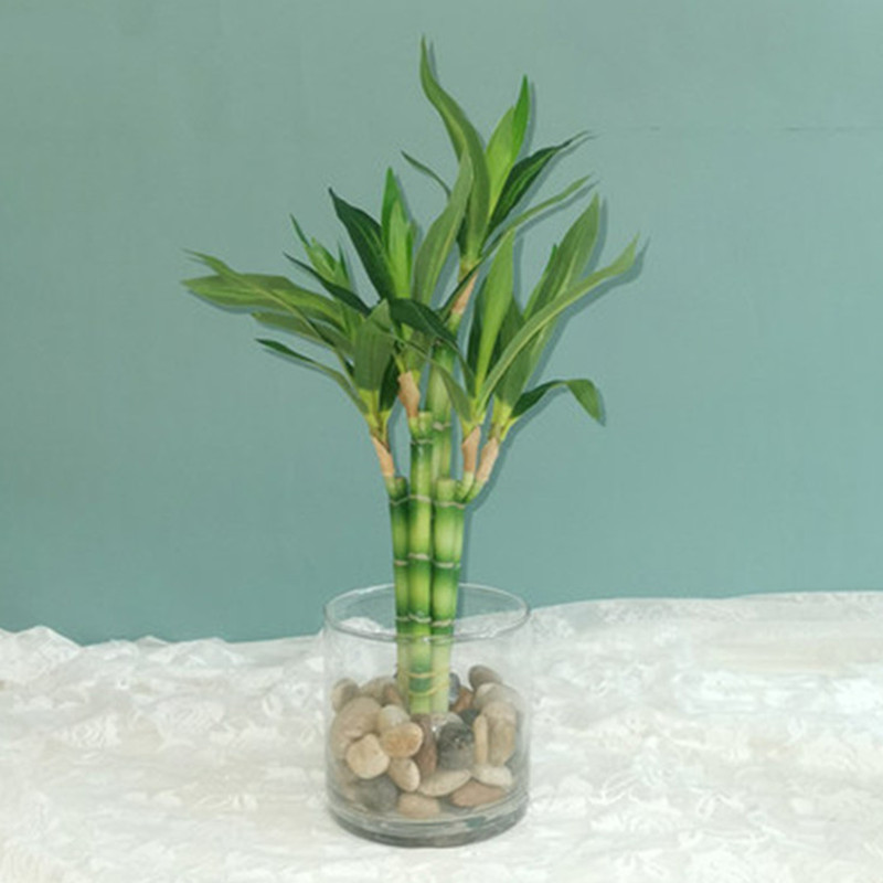 새로운 40cm rFtificial 행운의 대나무 즙이 - Aquarium Plant In Pot 리뷰 및 가격