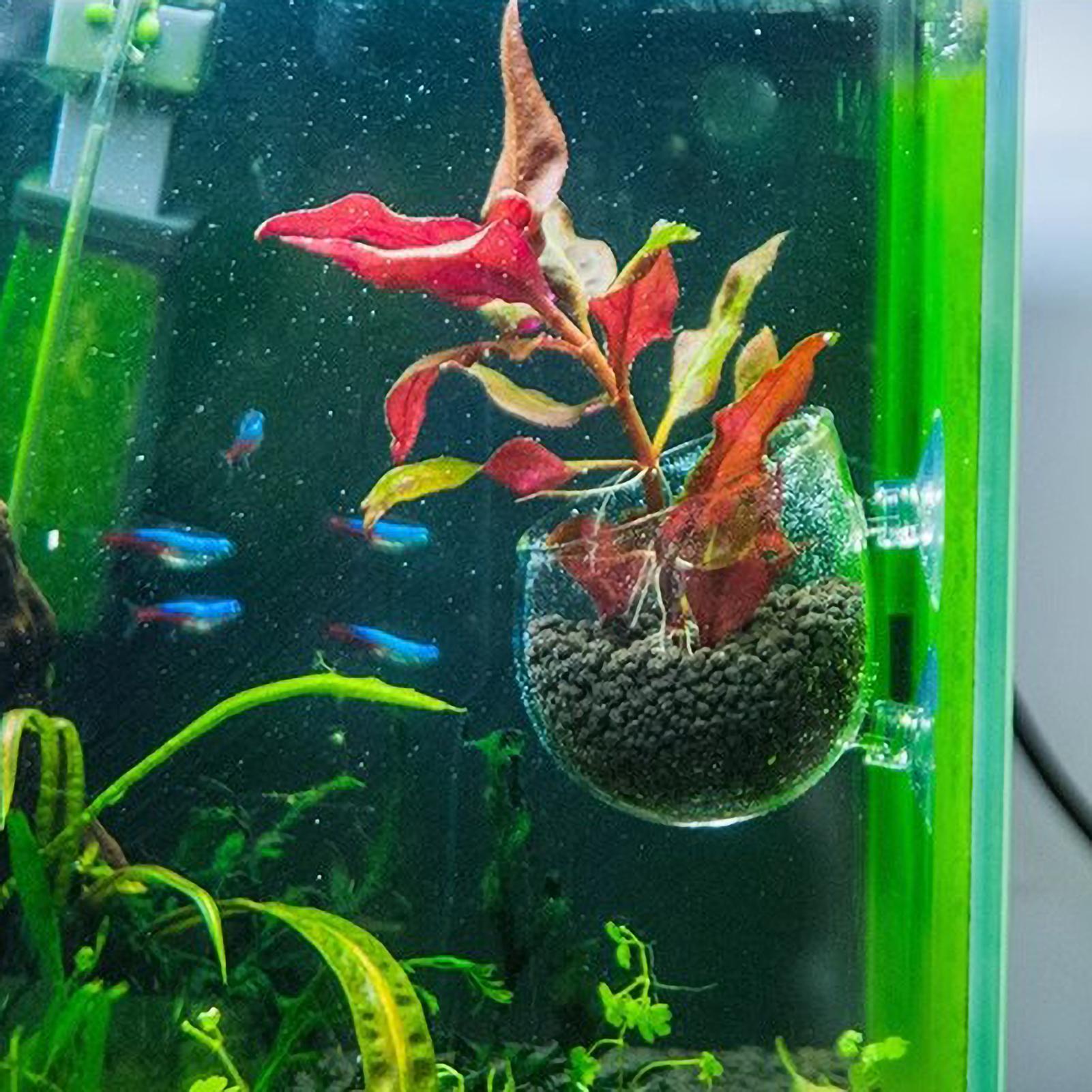 수족관 식물 홀더 유리 수생 식물 화분 흡착판 포함 생 - Aquarium Plant Gel 리뷰 및 가격