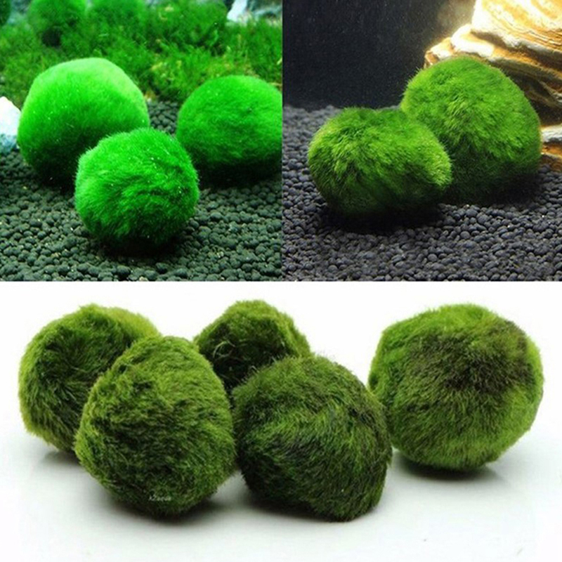 마리모 이끼 공 라이브 수족관 식물, 조류 물고기 새우 - Aquarium Plant Echinodorus 리뷰 및 가격