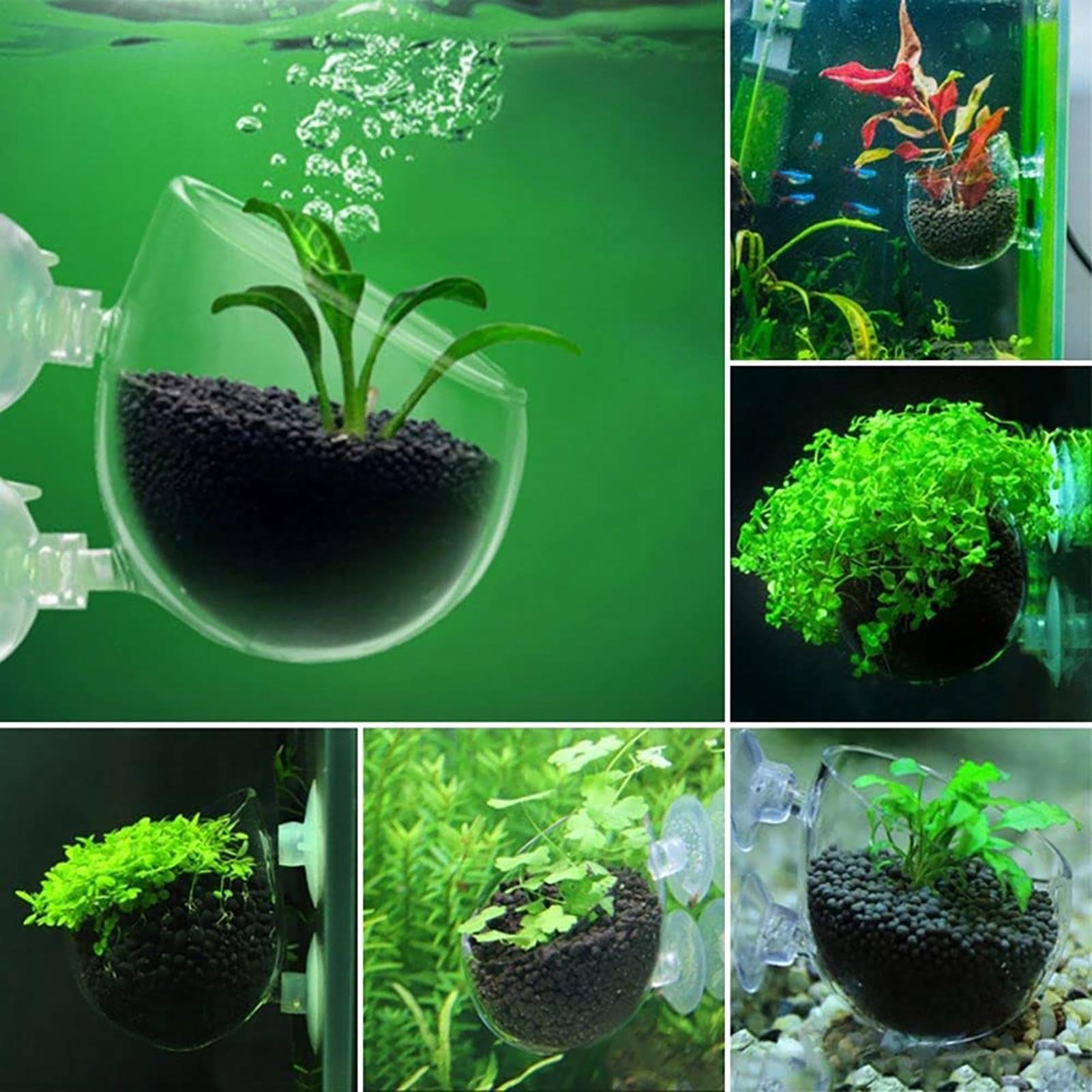 아크릴 수족관 장식용 식물 컵 화분, 강력한 흡착 홀더 - Aquarium Plant Utensils 리뷰 및 가격