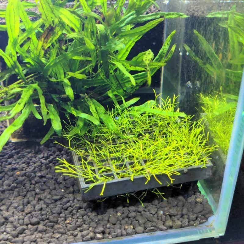 수족관 모스 케이지 홀더 어항 생물 모스 재배 바구니  - Aquarium Plant Echinodorus 리뷰 및 가격