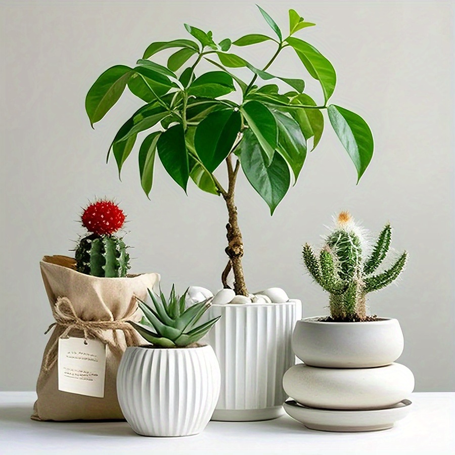 200/400g 흰색 고광택 천연 자갈 2-3cm 마당 - Aquarium Plant In Pot 리뷰 및 가격
