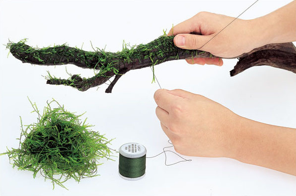 분해 가능한 수족관 장식용 나무, 생물, 수초, 이끼, - Aquarium Plant Echinodorus 리뷰 및 가격