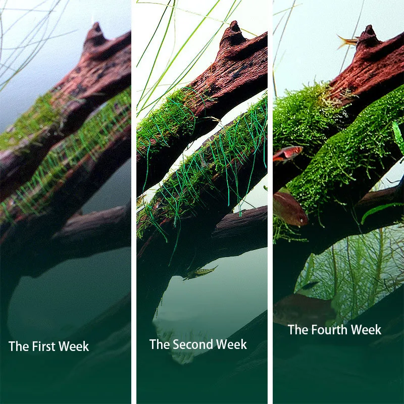 분해 가능한 수족관 장식용 나무, 생물, 수초, 이끼, - Aquarium Plant Echinodorus 리뷰 및 가격