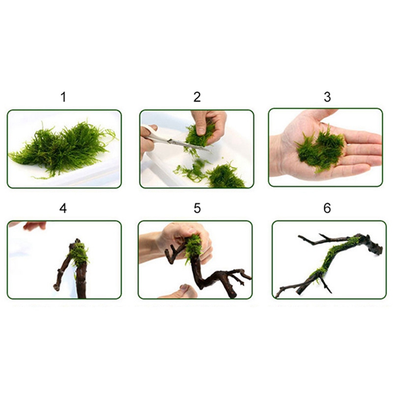 120M DIY 이끼 라인 바인딩 라인 슈퍼 강한 투명 - Aquarium Plant Echinodorus 리뷰 및 가격