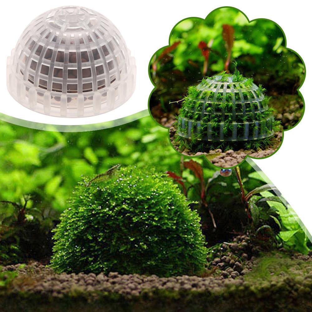 1개 수족관 애완동물 용품 장식품 수초 모스볼 생물 필 - Aquarium Plant Echinodorus 리뷰 및 가격