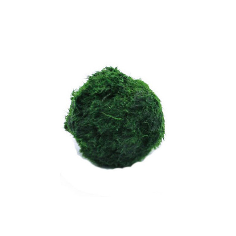 살아있는 마리모 모스볼 3-4cm 녹조류 수족관 식물  - Aquarium Plant Echinodorus 리뷰 및 가격