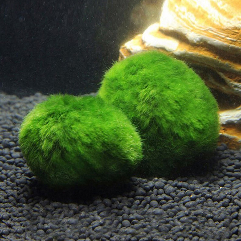 살아있는 마리모 모스볼 3-4cm 녹조류 수족관 식물  - Aquarium Plant Echinodorus 리뷰 및 가격