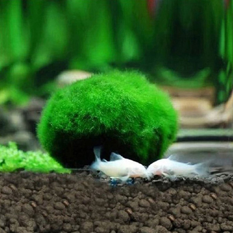 살아있는 마리모 모스볼 3-4cm 녹조류 수족관 식물  - Aquarium Plant Echinodorus 리뷰 및 가격